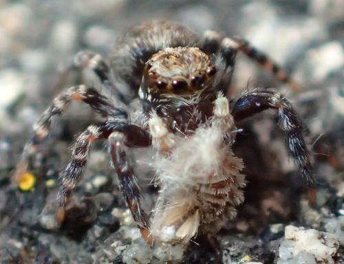 Réf. 273 357 : Polyxenus lagurus